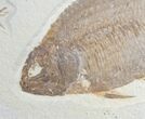 Phareodus Fossil Fish With Knightia #8788-2